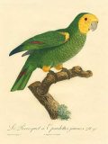 Barraband Parrot No. 98 Kunst av Jacques Barraband Barraband Parrot No. 98 Kunst av Jacques Barraband