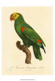 Barraband Parrot, PL 86 Pósters por Jacques Barraband Barraband Parrot, PL 86 Pósters por Jacques Barraband