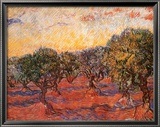Olivar Láminas por Vincent van Gogh Olivar Láminas por Vincent van Gogh