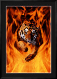 -Tigre-du-Bengale-sautant-dans-les-flammes-Affiches.jpg