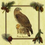Pernis Apivorus Posters
