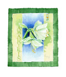 Amaryllis Prints by Franz Heigl
