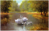 Cisnes Láminas por Max Weber Cisnes Láminas por Max Weber