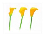 Three of a Kind I Prints