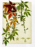 Hedera Print by M. P. Verneuil