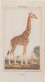 Giraffe Art