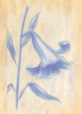 Splendid II Prints by Lewman Zaid Splendid II Prints by Lewman Zaid