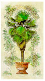 Estudio de Palmeras I Print by A. Vega
