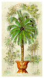 Estudio De Palmeras II Kunstdrucke von A. Vega