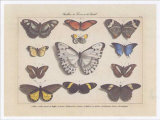 Papillons I Poster by Pascal Cessou