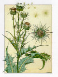 Cardus Prints by M. P. Verneuil