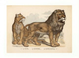 Animaux d'Afrique, Lion Posters Animaux d'Afrique, Lion Posters