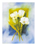 White Narcissus Art by Franz Heigl