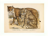 Animaux d'Afrique, Tigre Prints Animaux d'Afrique, Tigre Prints