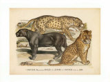 Animaux d'Afrique, Panthere Posters