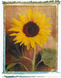 Sunflowers Poster by Vincenzo Ferrato