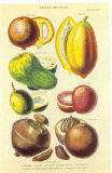 History of the Vegetable Kingdom I Posters by William Rhind
