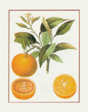 Orange de Malte Posters