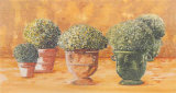 Pots et Buis II Prints by Laurence David