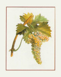 Raisin de Corinthe Posters