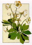 Helleborus Posters by Anna Martin