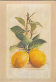 Two Lemons Prints by Laurence David Two Lemons Prints by Laurence David