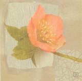 Hellebore I Prints by Philippe Paput