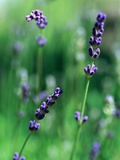 Lavender Flower Spikes Photographic Print by Guy Cali