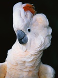 Cockatoo Displaying Crest Photographic Print by Chase Swift