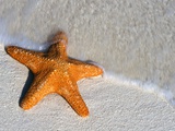 Starfish on Shore Photographic Print