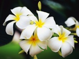 Frangipani Flowers Photographic Print
