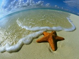 Starfish on Edge of Shore Fotoprint Starfish on Edge of Shore Fotoprint