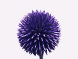 Purple Allium Flower Photographic Print