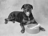 Dog Lying by Bowl Photographic Print by Lawrence Manning