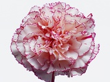 White and Pink Carnation Photographic Print