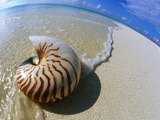 Leslie Richard Jacobs - Seashell Resting on Shore Fotografická reprodukce
