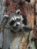 Raccoon Inside Hollow Log Photographie par Jeff Vanuga