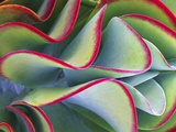 Red-Tipped Leaves of Kalanchoe Impressão fotográfica por Robert Marien