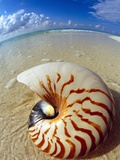 Seashell Sitting in Shallow Water Fotografisk tryk af Leslie Richard Jacobs