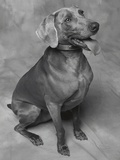 Panting Weimaraner Sitting Obediently Photographic Print by Lawrence Manning