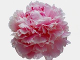Pink Carnation Photographic Print