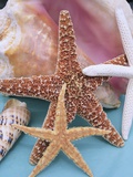 Dried Sea Stars Leaning on Shell Photographic Print by Robert Marien