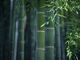 Bambou vert Photographie