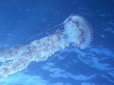 Purple Jellyfish (Pelagia panopyra) Photographic Print by Robert Marien