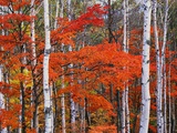 White Birch and Maple Trees in October Fotografie-Druck