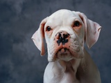 Face of Dog Photographic Print by Lawrence Manning