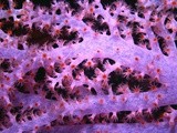 Purple Soft Coral Photographic Print by Robert Marien