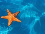 Starfish Floating on the Surface of the Ocean Photographic Print by Leslie Richard Jacobs