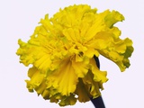 Yellow Carnation Photographic Print