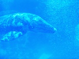 Young Gray Whale Photographic Print by Robert Marien